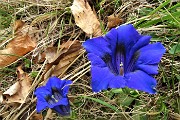 91 Genziana di primavera (Gentiana vernus)